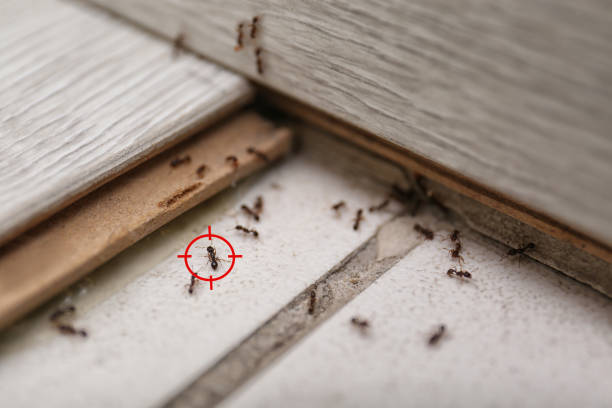 Best Pest Control Near Me in Smiths Station, AL